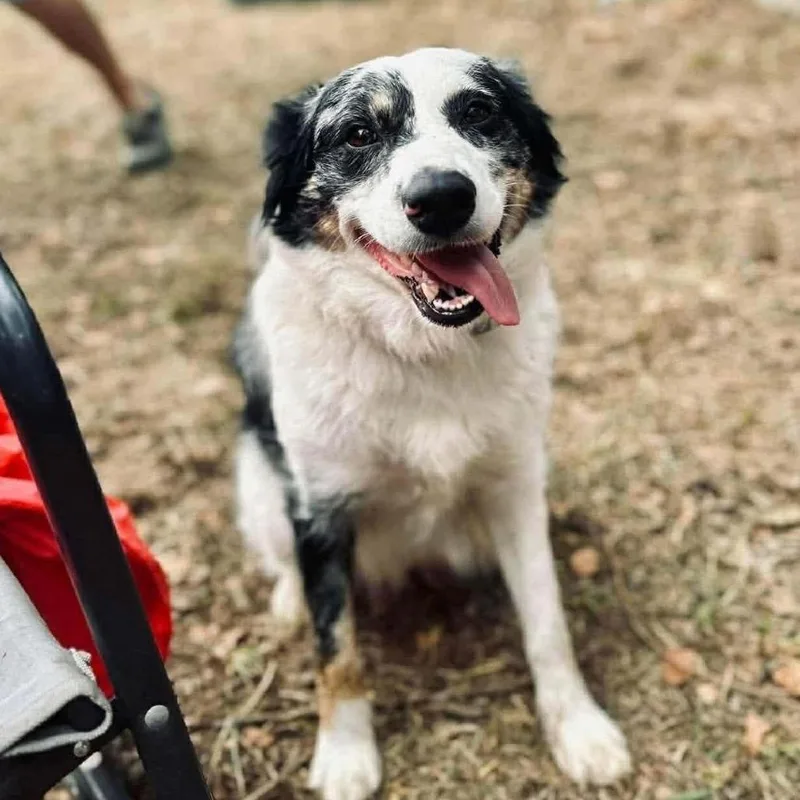 An adult small-sized female Gray / Blue / Silver Mixed Breed dog named Lite Brite for adoption in Troy, IL