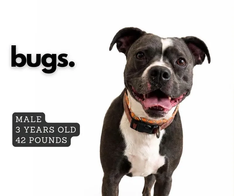 An adult medium-sized male Mixed Breed dog named Bugs for adoption in Ashland, KY