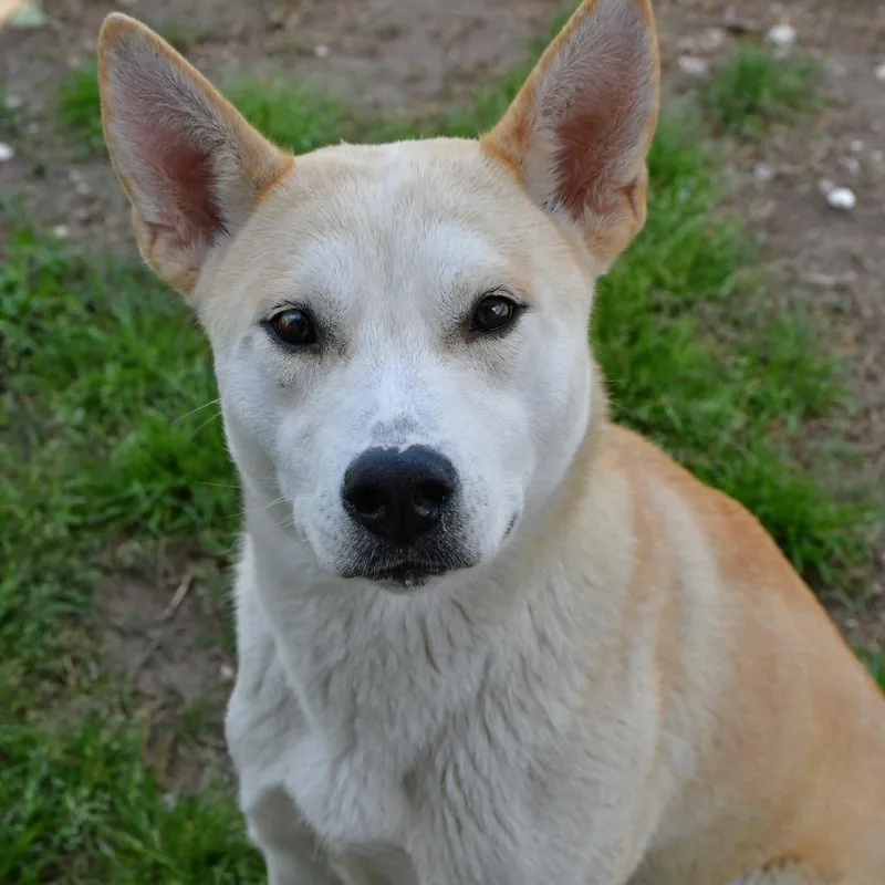 Catalina thumbnail 2