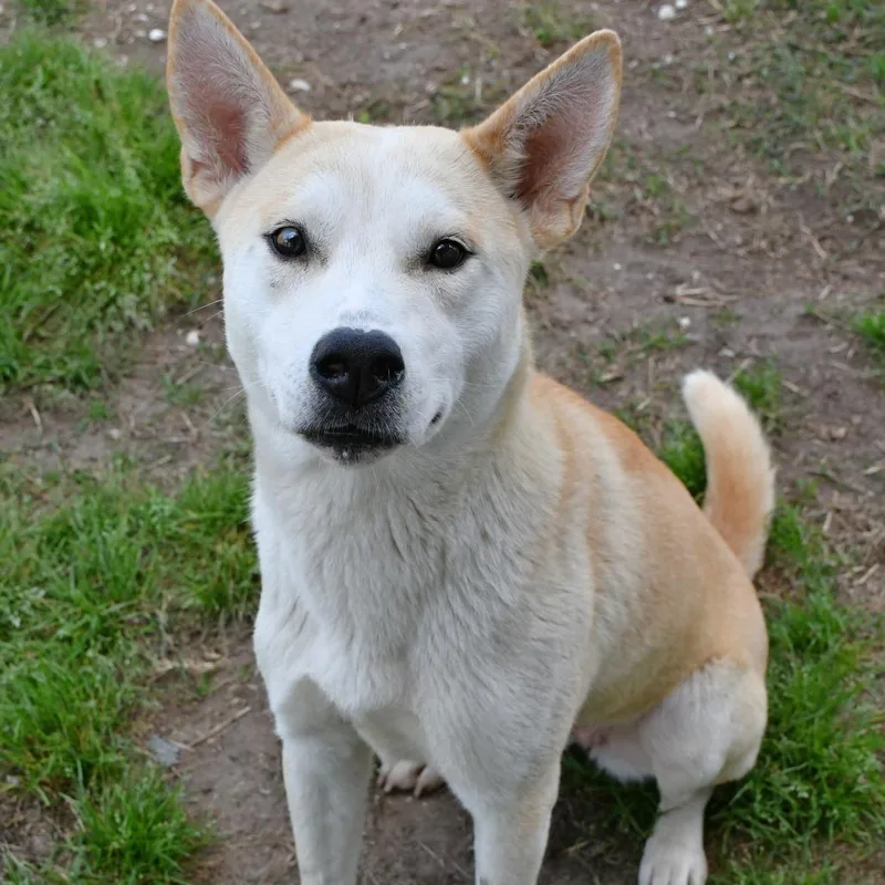 Catalina thumbnail 4