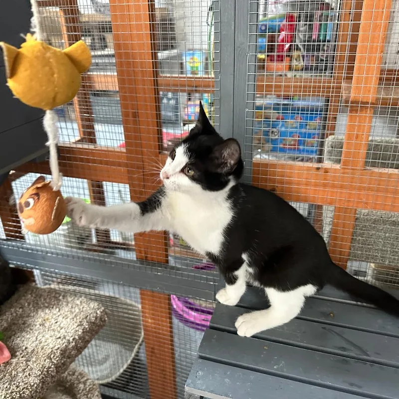 An adult small-sized male Black Domestic Short Hair cat named Liam for adoption in Nokesville, VA