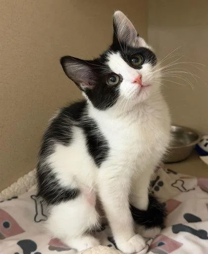 A baby medium-sized female Domestic Short Hair cat named Jane Jetson for adoption in Sacramento, CA