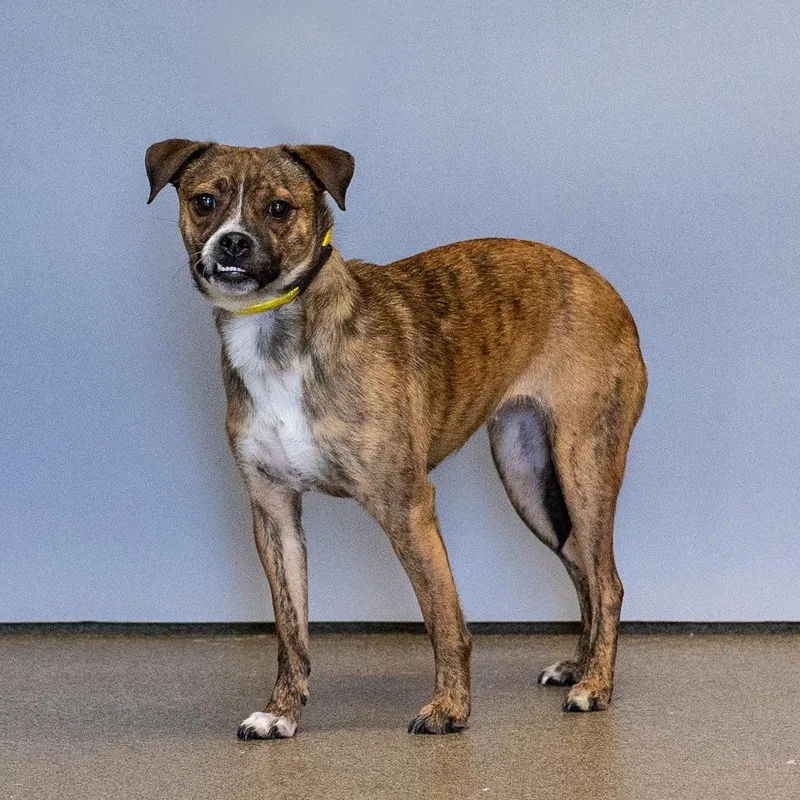An adult small-sized female Brown / Chocolate Mixed Breed dog named Annie for adoption in Council Bluffs, IA