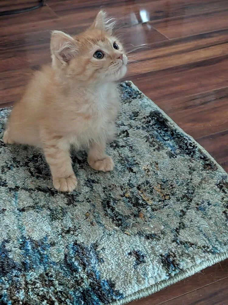 A baby small-sized male Tabby (Orange / Red) Domestic Medium Hair cat named Jackob for adoption in Virginia Beach, VA