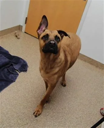A young small-sized male German Shepherd Dog dog named Roscoe for adoption in Albuquerque, NM