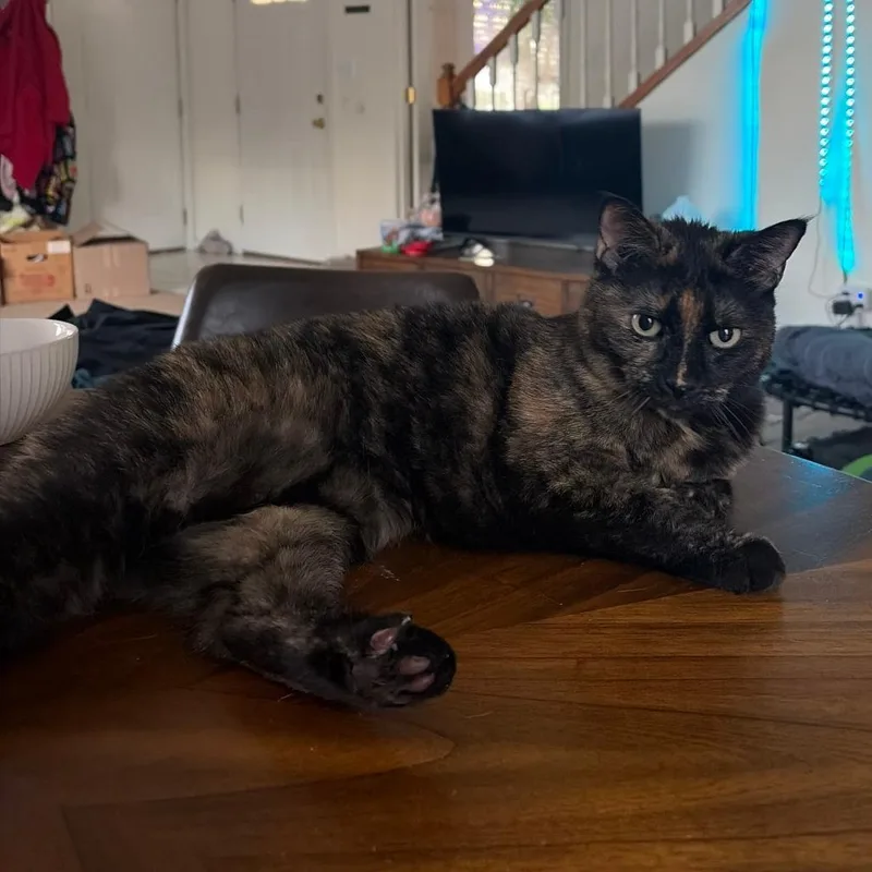 Lyla
