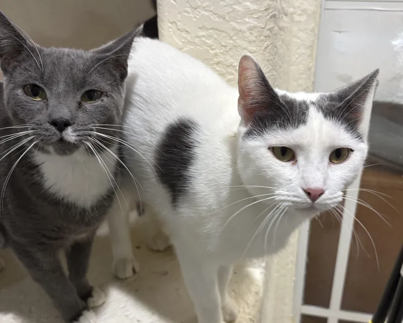An adult large-sized female White Domestic Short Hair cat named Fleur for adoption in Palm City, FL