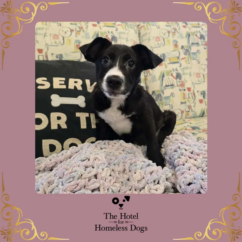 A baby medium-sized female Black Feist dog named Bamboo for adoption in Cumberland, RI