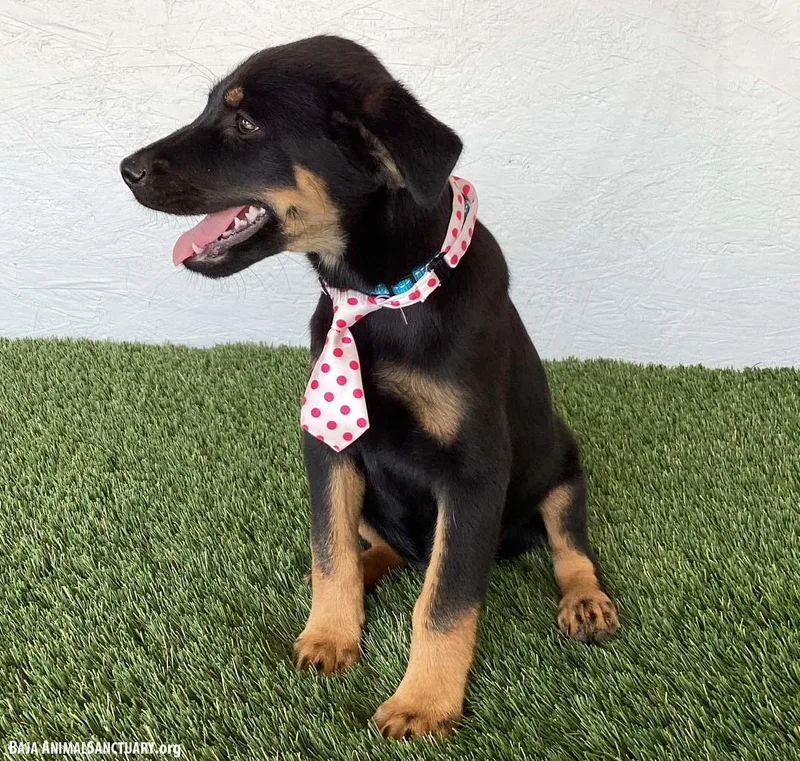 A baby medium-sized male Black Rottweiler dog named Ethan for adoption in San Diego, CA