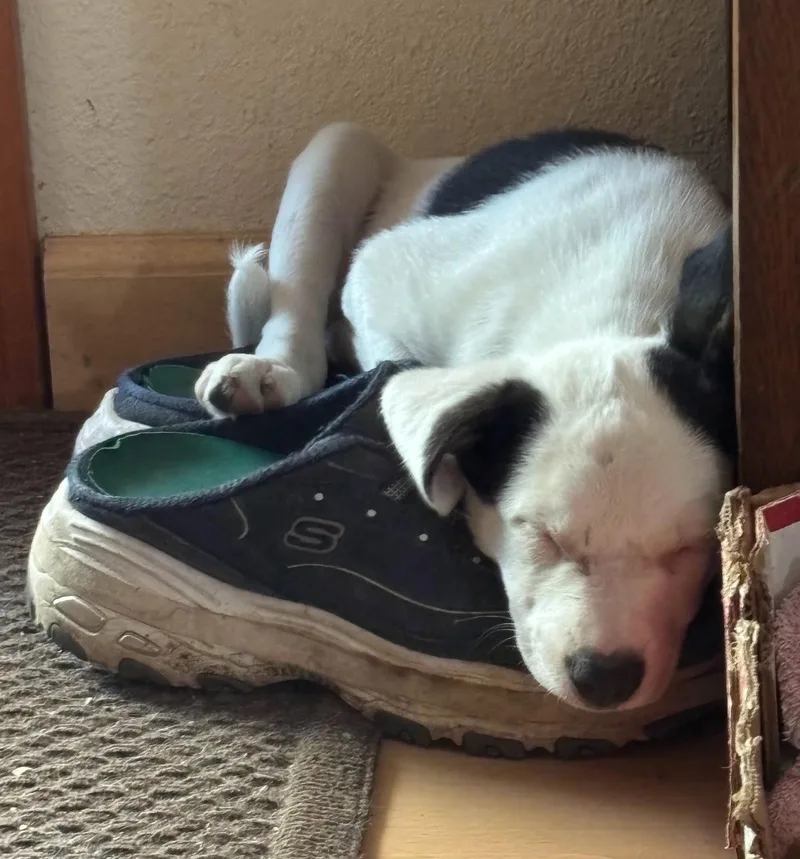 A baby medium-sized female Pit Bull Terrier dog named Oreo for adoption in Davis, CA
