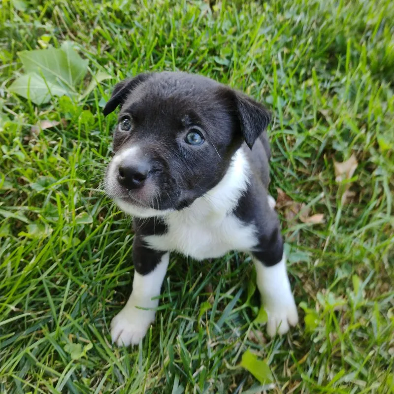 A baby large-sized female Black American Staffordshire Terrier dog named Panda Bear for adoption in Kansas City, KS