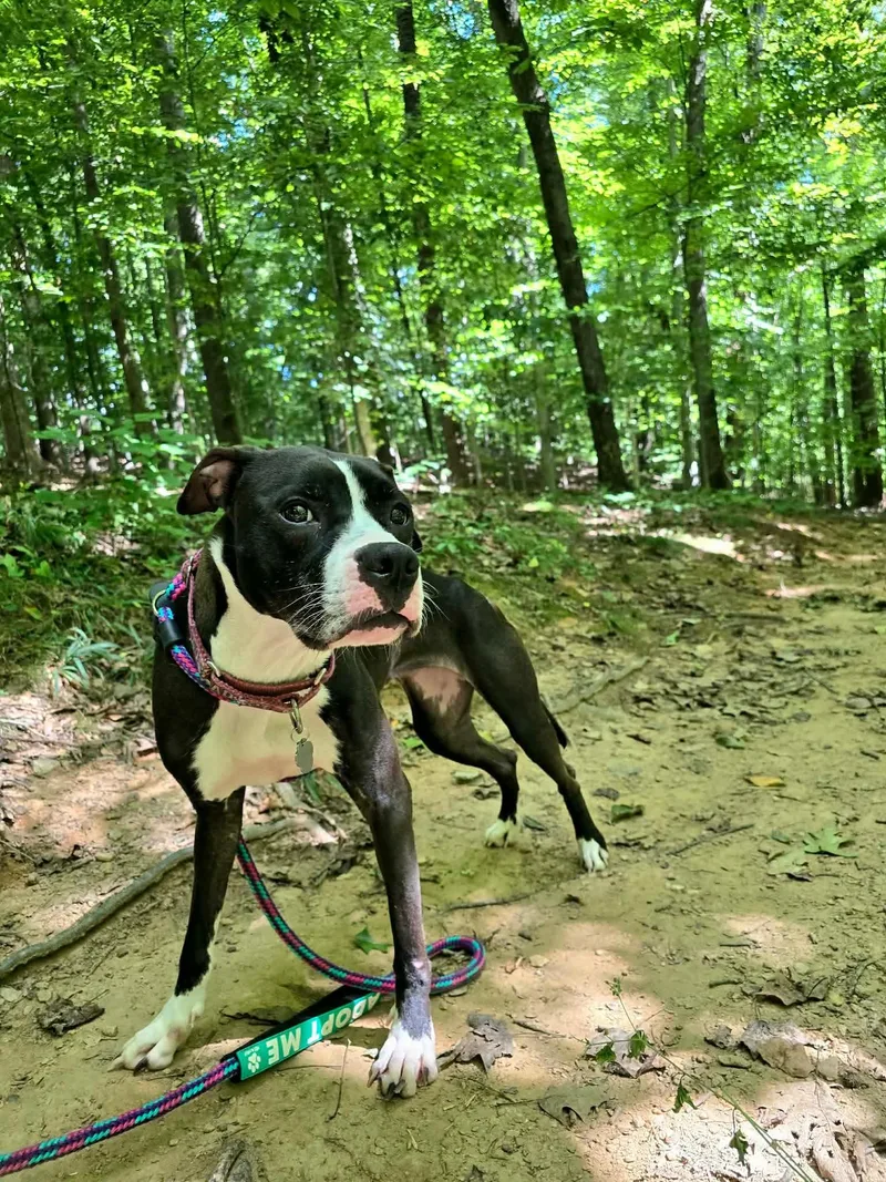 A young medium-sized female Pit Bull Terrier dog named Comet for adoption in Rockville, MD