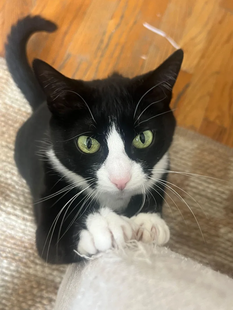 An adult medium-sized female Black & White / Tuxedo Domestic Short Hair cat named Binx for adoption in Jersey City, NJ