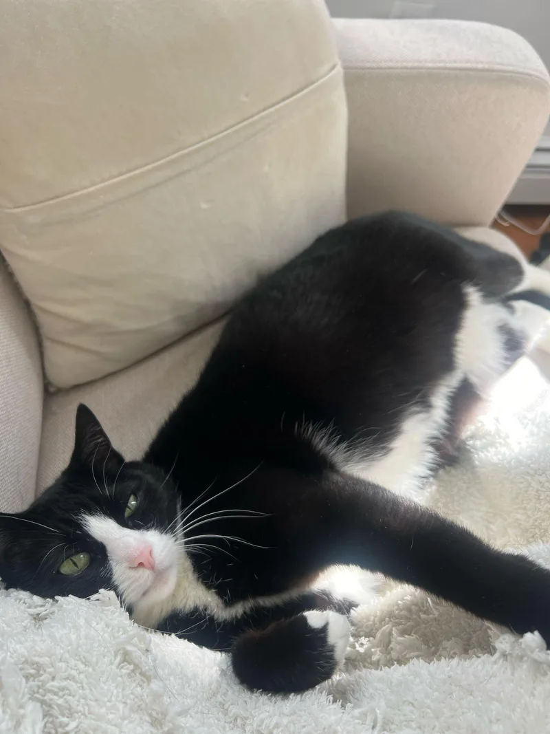 Binx thumbnail 2