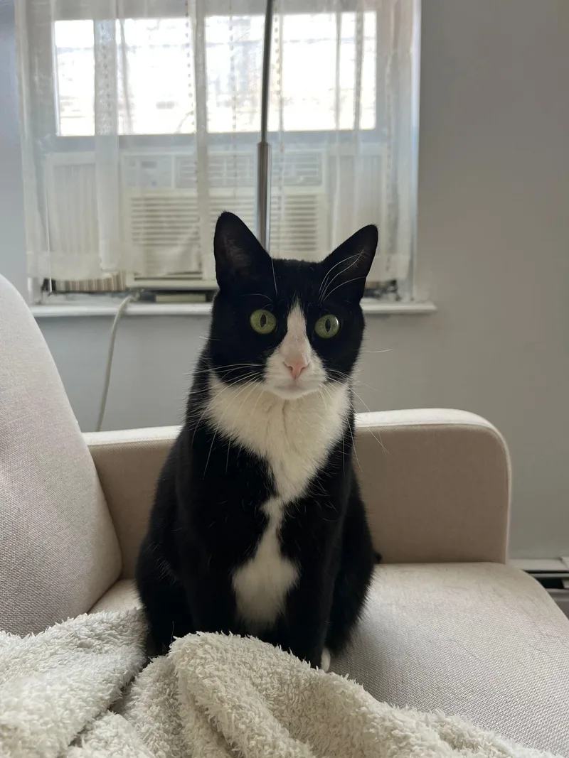 Binx thumbnail 3