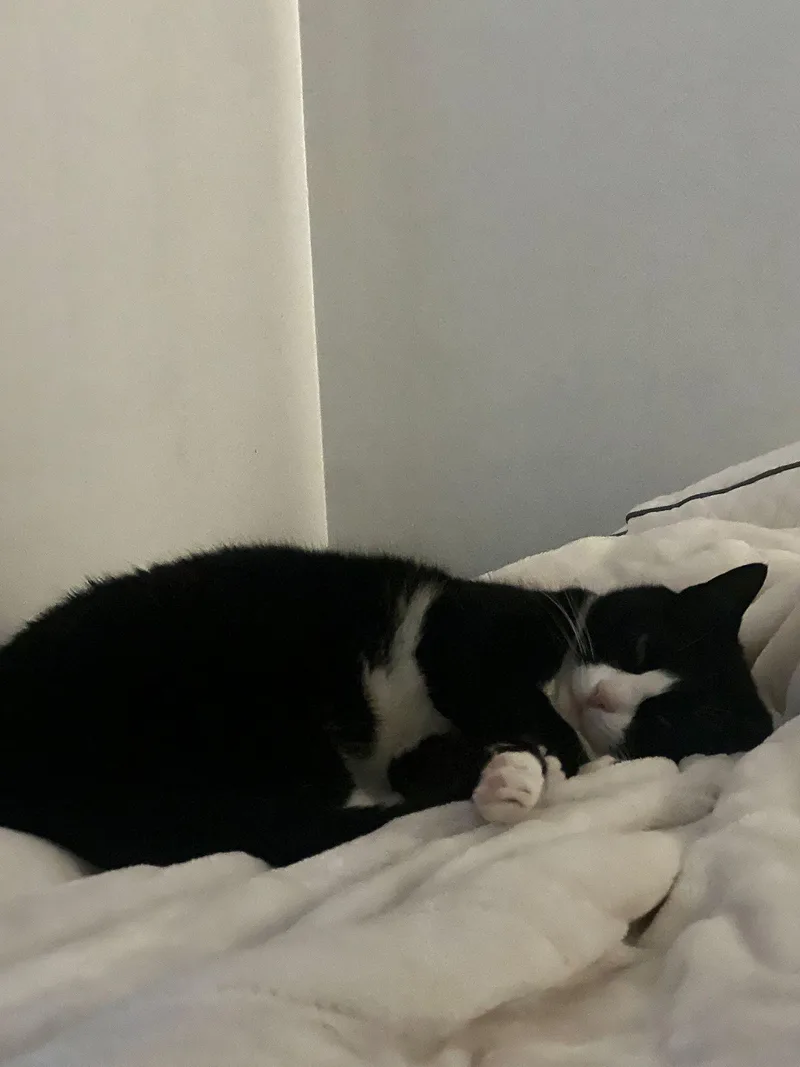 Binx thumbnail 5
