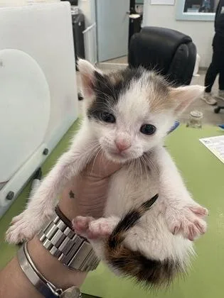 A baby small-sized female Domestic Short Hair cat named Elsi for adoption in Daytona Beach, FL