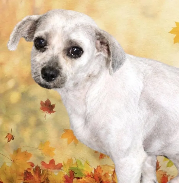 An adult small-sized male Miniature Poodle dog named Swiffer for adoption in Westfield, NY