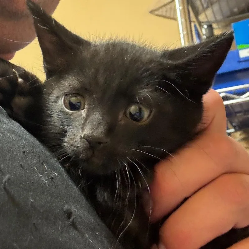 A baby small-sized male Black Domestic Short Hair cat named Fwt Bat for adoption in Midland, TX