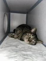 An adult medium-sized female Domestic Short Hair cat named Sofia for adoption in McCook, NE