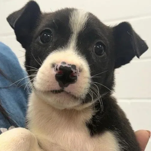 A baby medium-sized male Border Collie dog named Candy for adoption in Copiague, NY