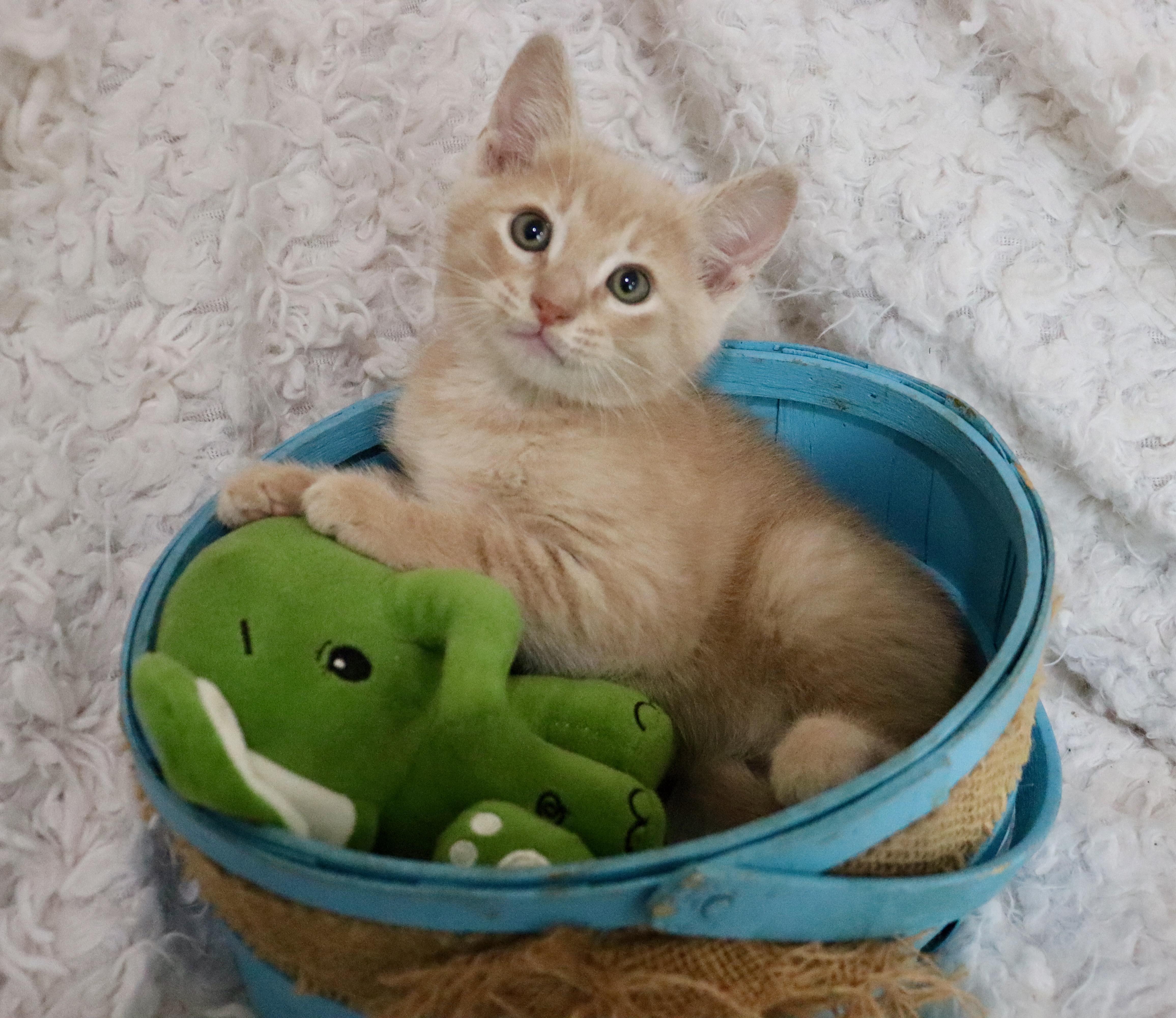 A baby medium-sized male Buff / Tan / Fawn Tabby cat named Skip for adoption in Saint Augustine, FL