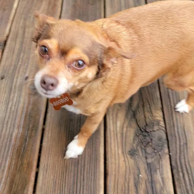 An adult small-sized female Yellow / Tan / Blond / Fawn Chihuahua dog named BooBoo for adoption in Rogersville, MO