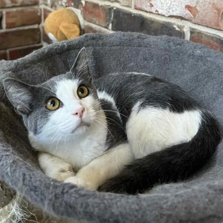 A young medium-sized male Gray & White Domestic Short Hair cat named Biscuit for adoption in Warr Acres, OK