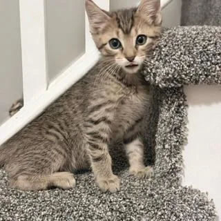 A baby small-sized male Brown / Chocolate Domestic Short Hair cat named Green Bean for adoption in West Des Moines, IA