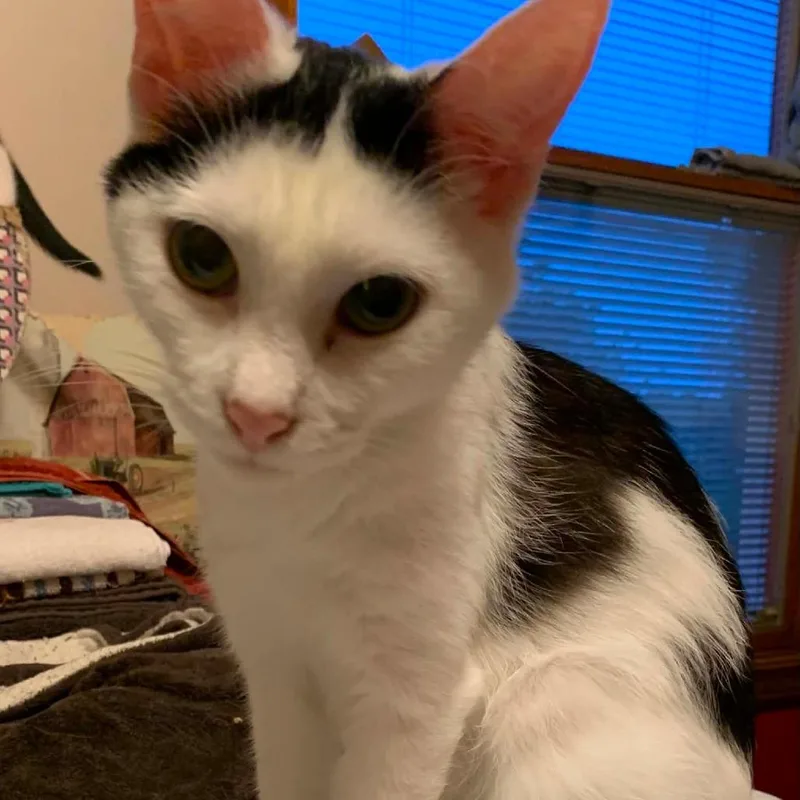 An adult medium-sized female White Domestic Short Hair cat named Serena for adoption in DeKalb, IL