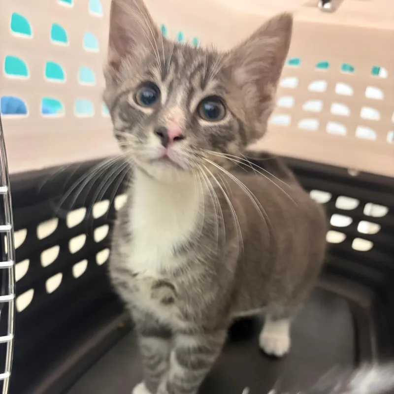 A baby small-sized male Gray / Blue / Silver Domestic Short Hair cat named Sheriff for adoption in Fredericksburg, VA