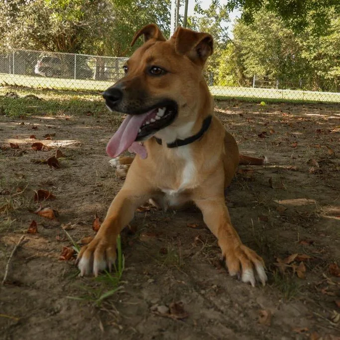 A young medium-sized male Yellow / Tan / Blond / Fawn Hound dog named Buoy for adoption in Carencro, LA