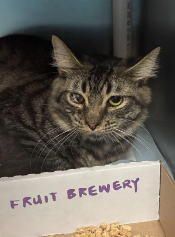 An adult medium-sized male Domestic Short Hair cat named Scarface for adoption in Cincinnati, OH