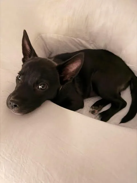 Lily thumbnail 4