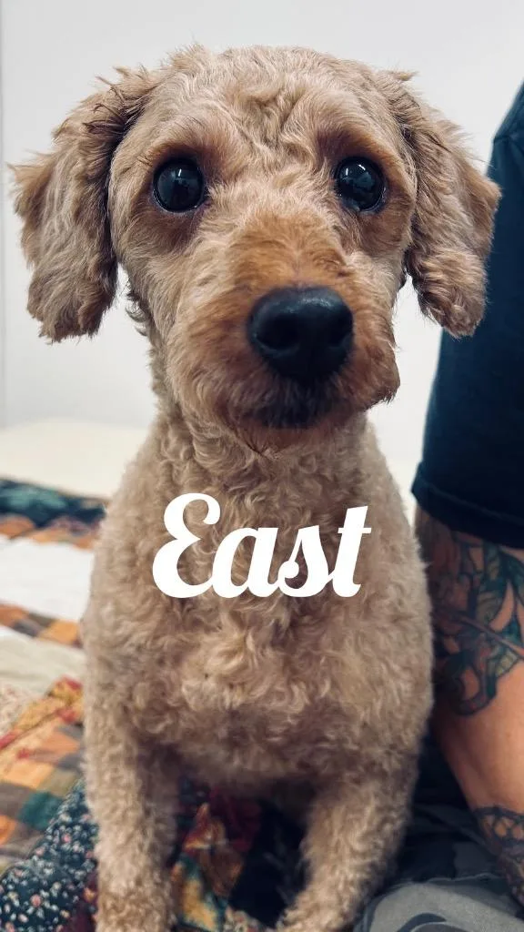 A young small-sized female Poodle dog named East for adoption in Jacksonville, IL