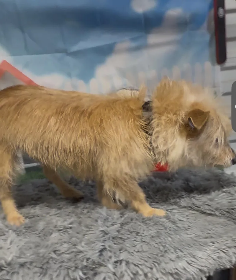 A young small-sized female Apricot / Beige Norfolk Terrier dog named Sesame Seed for adoption in Quinton, AL