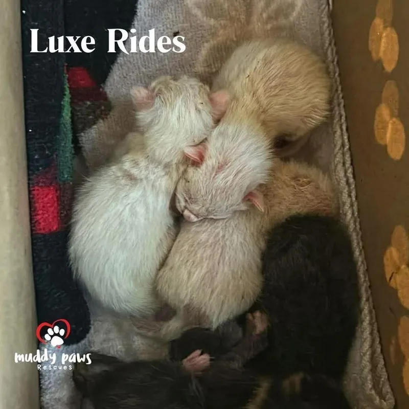 A baby small-sized male Gray & White Domestic Short Hair cat named Luxe Rides:  Lincoln for adoption in Council Bluffs, IA