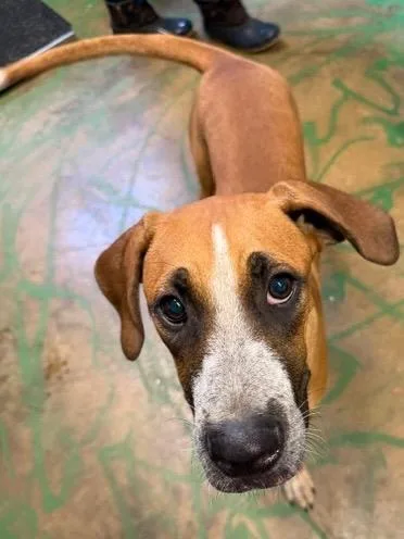 A young medium-sized male Hound dog named John Boy for adoption in Brookhaven, MS