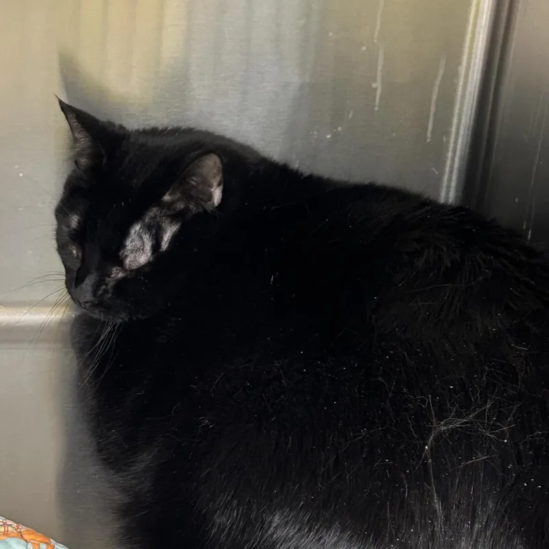 An adult small-sized male Black Domestic Short Hair cat named Wilbur for adoption in Hannibal, MO