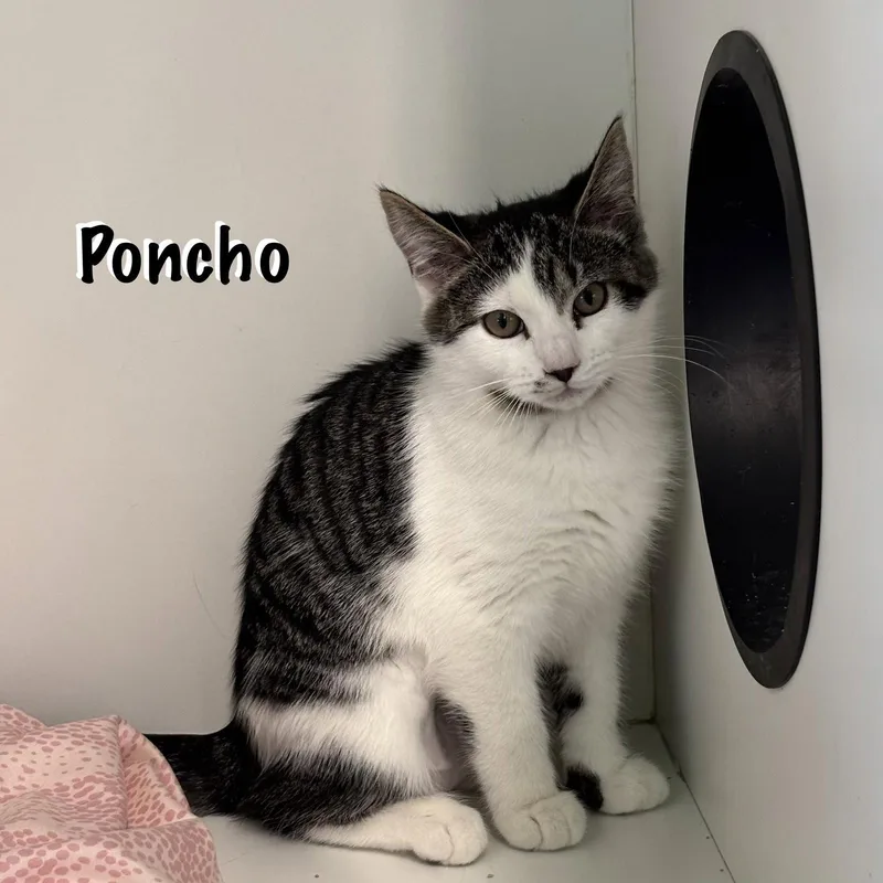 A young medium-sized female Domestic Short Hair cat named Poncho for adoption in Spring Lake, NJ