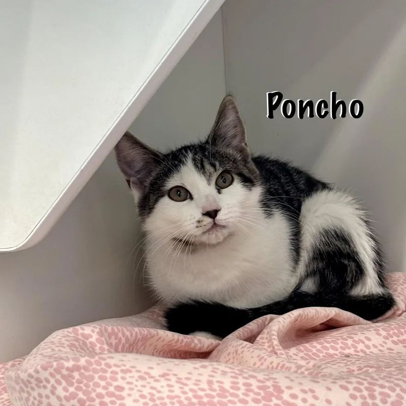 Poncho thumbnail 2
