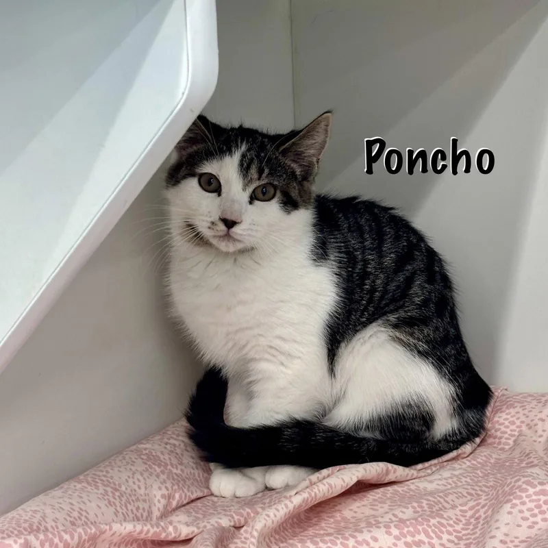 Poncho thumbnail 3