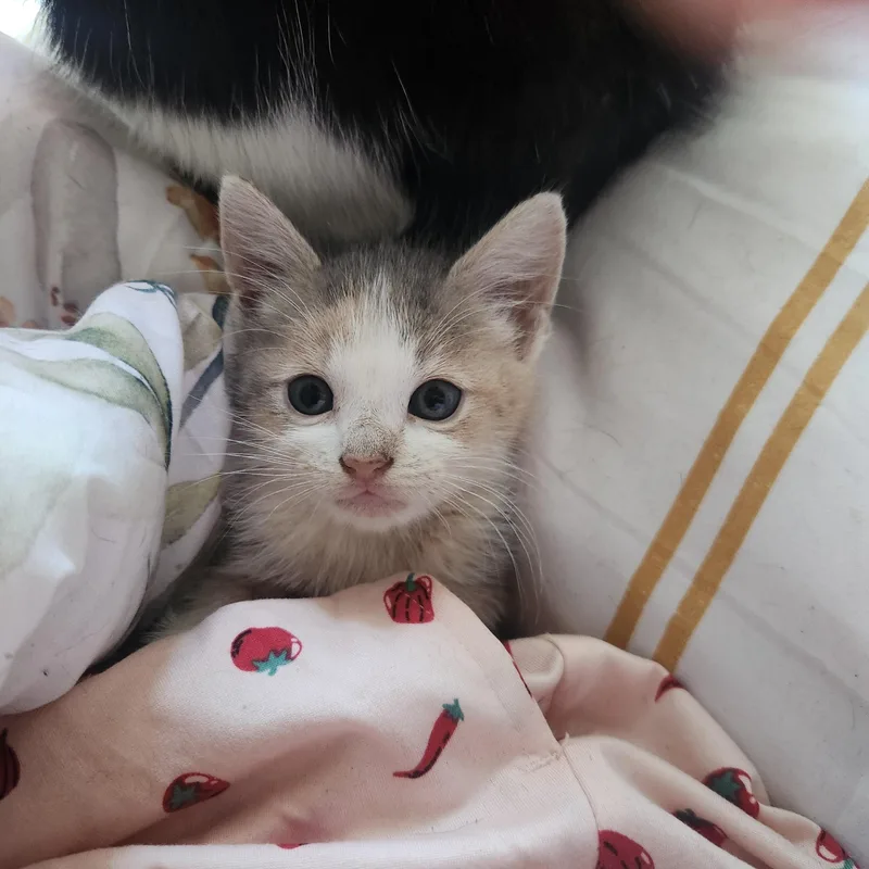 Cilantro thumbnail 2