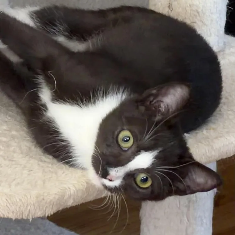 A baby small-sized female Black Domestic Short Hair cat named Butch and PQ for adoption in Fort Worth, TX