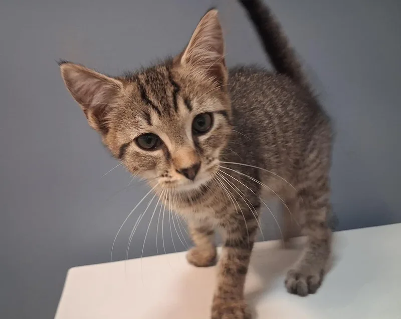 A baby small-sized male Brown / Chocolate Domestic Short Hair cat named Norm for adoption in Greensboro, NC