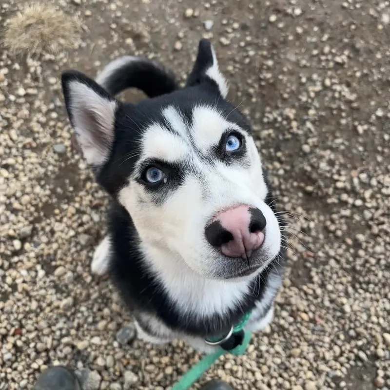 An adult medium-sized female Black Husky dog named Maryann for adoption in Philadelphia, PA