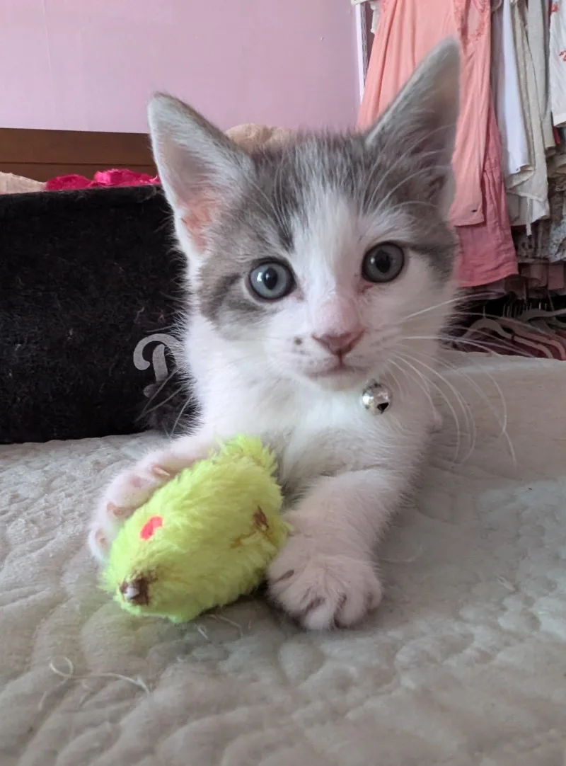 A baby small-sized male White Domestic Short Hair cat named Baby for adoption in Bayonne, NJ