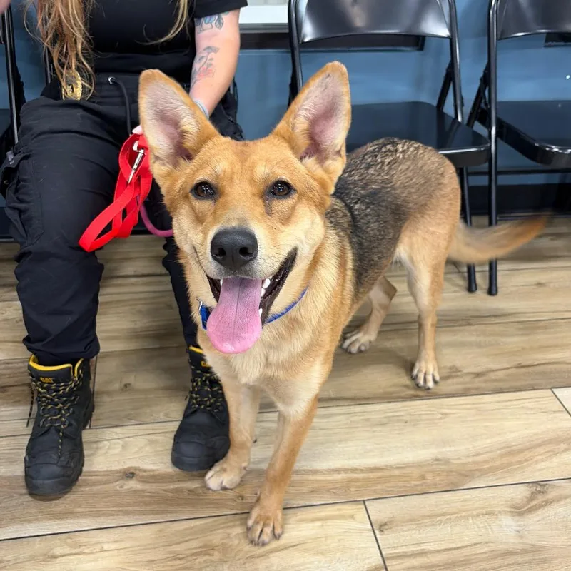 A young medium-sized female Yellow / Tan / Blond / Fawn Mixed Breed dog named Bimi for adoption in Newark, NJ