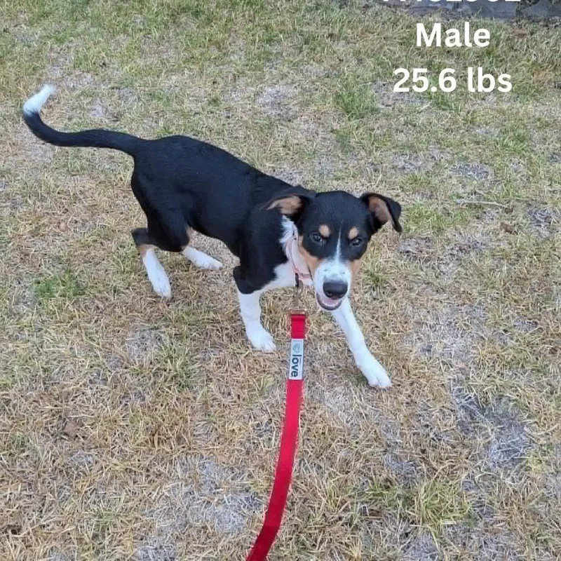 A baby small-sized male Australian Shepherd dog named Bug for adoption in Tomah, WI