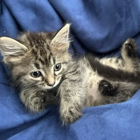 A baby small-sized male Brown / Chocolate Domestic Medium Hair cat named Fettuccine C for adoption in Minnetonka, MN